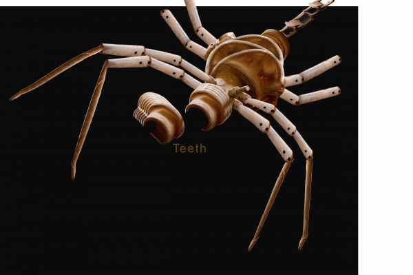 Creation of Spider trinket: Step 9